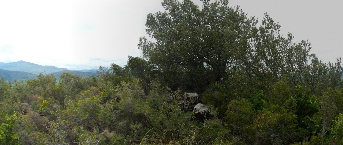Olaberriko gailurra, zuhaixka taldetxo batek babestuta