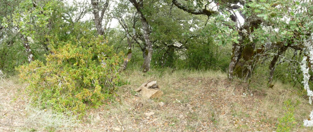 Gailurra, basoaaren baitan