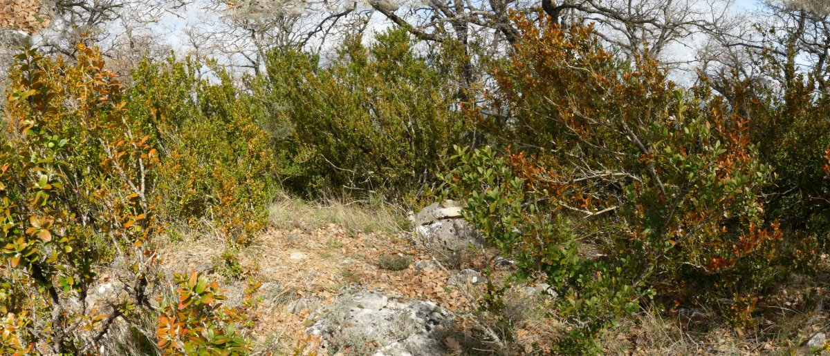 Monte Pequeñoko gailurra