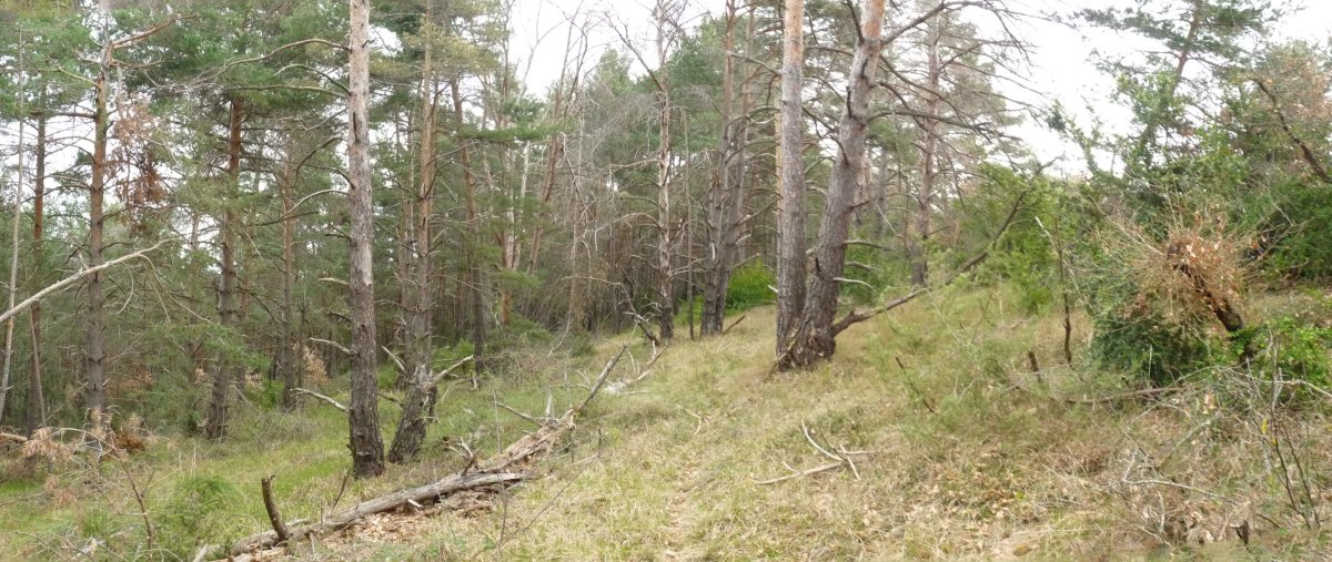 Bidexka basoan barrena