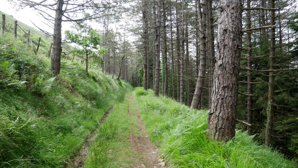 Mandoegiko HMko zeharbidea