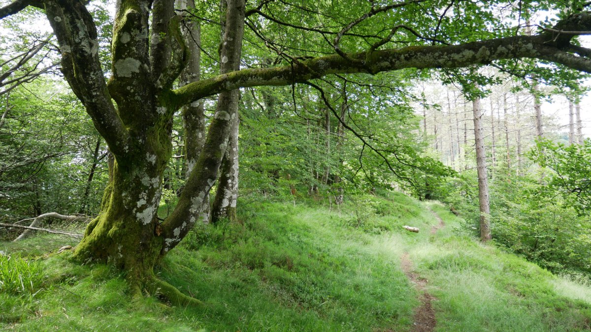 Mandoegi eta Urepel arteko bidezidorra