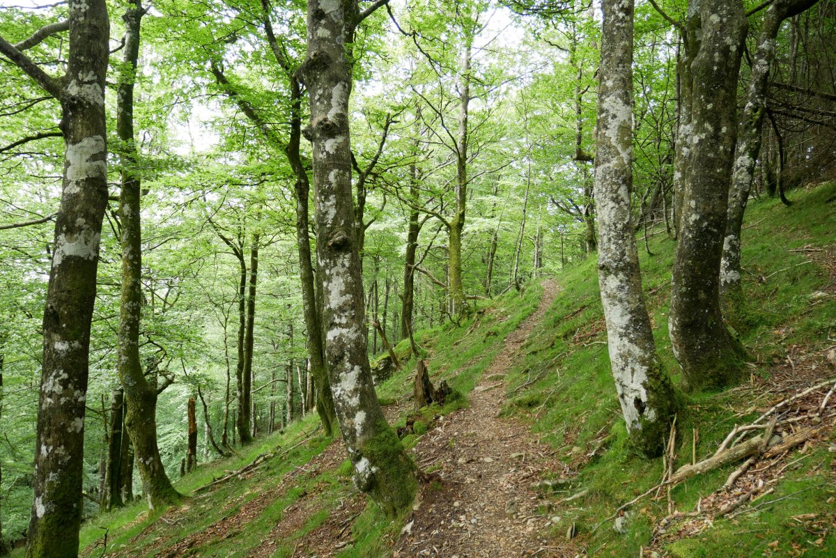 Urepeleko IEko bizkarreko bidea