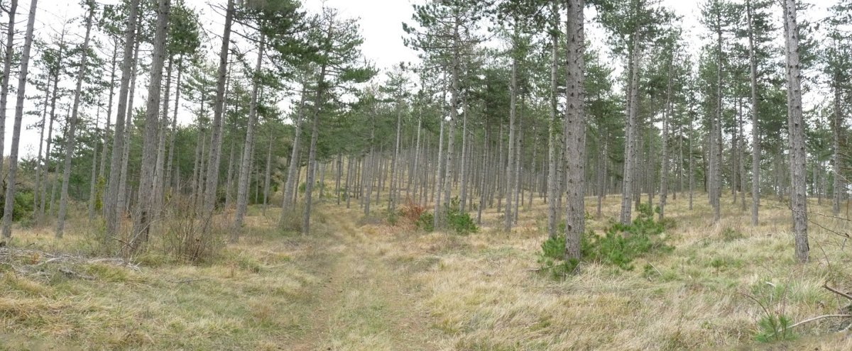 Gainaldeko baso garbia