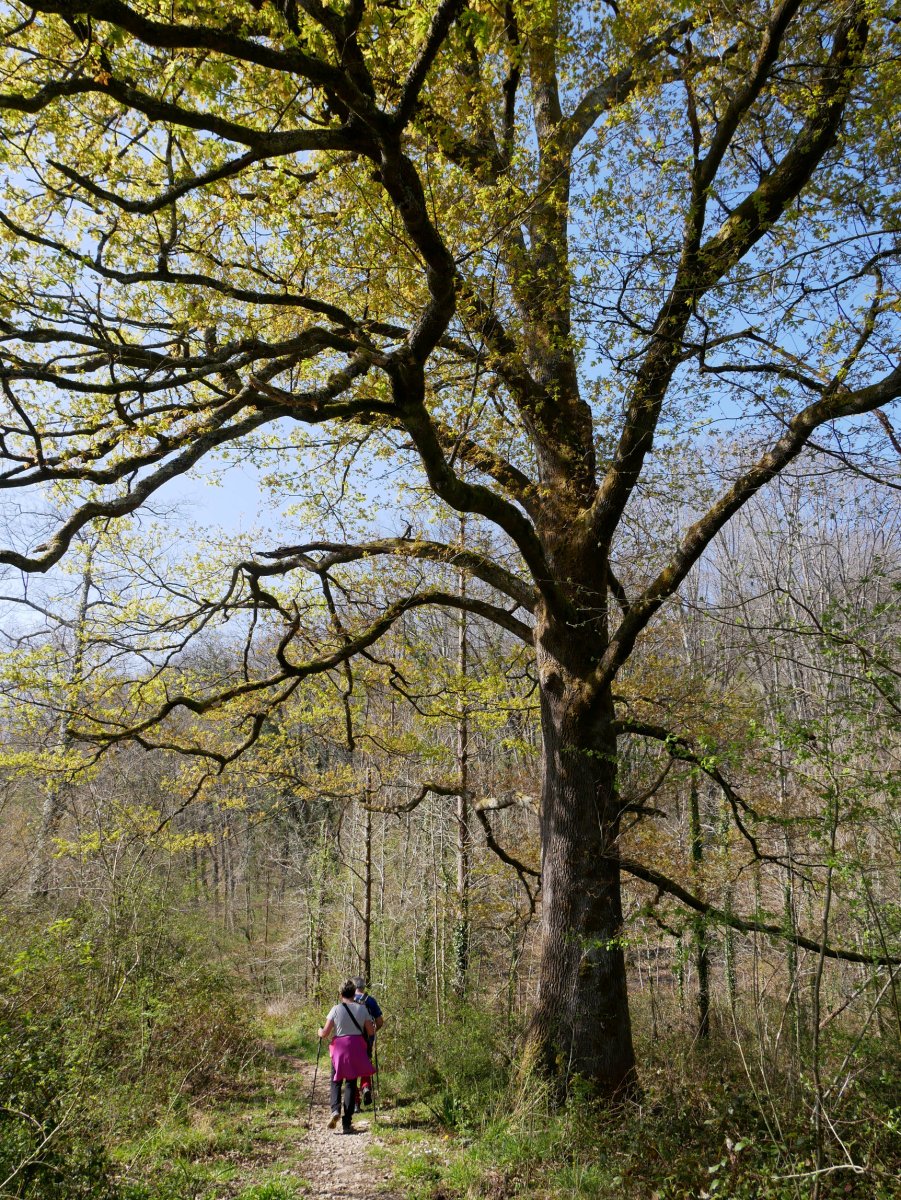 Haritz ederra Markesbason