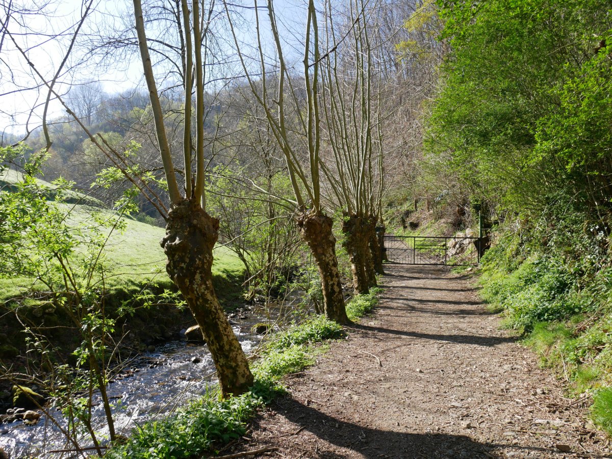 Erreka bazterreko bidea, Karrika