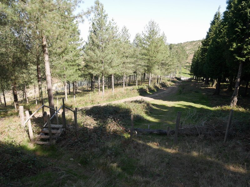 La Porqueriza lepotik Guineara igotzen den bidea