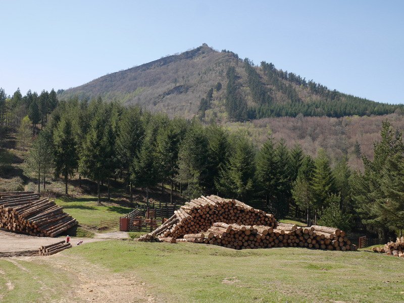 Campo del Espino lepoa