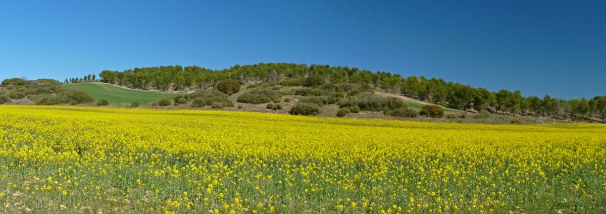 Koltza soroak Ventura gaineko hegietan