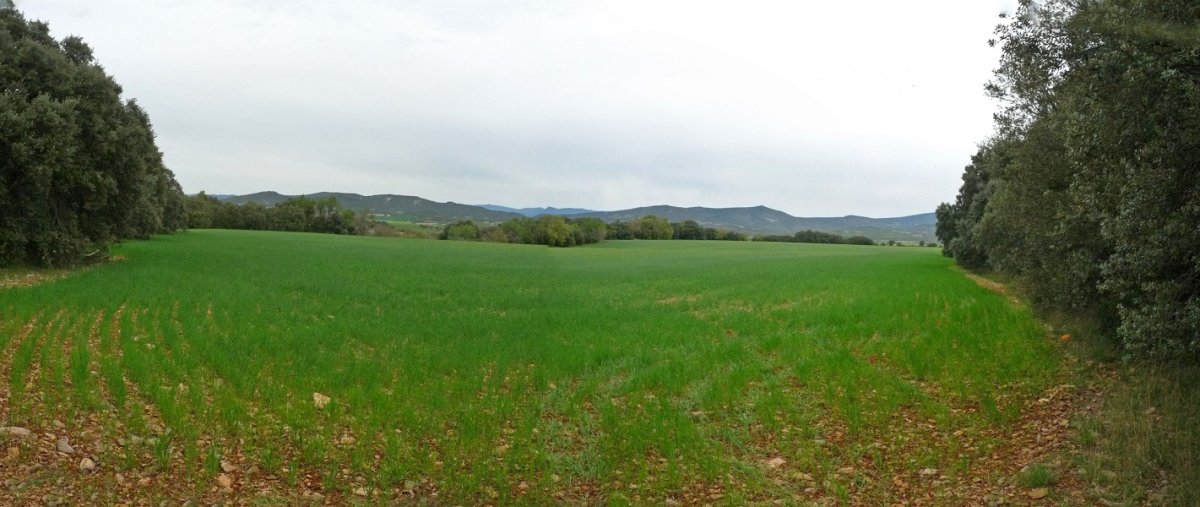 Soroek karraska basoa inguratzen dute