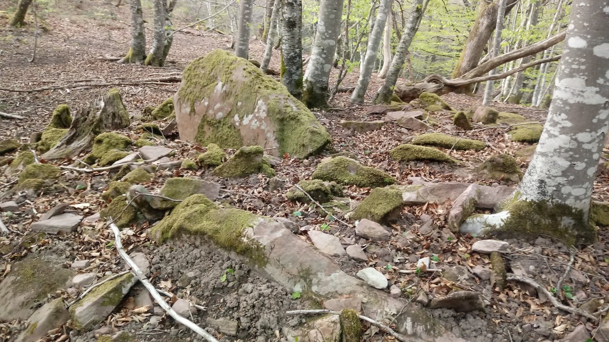 Otaltzuazpia trikuharria (2019)