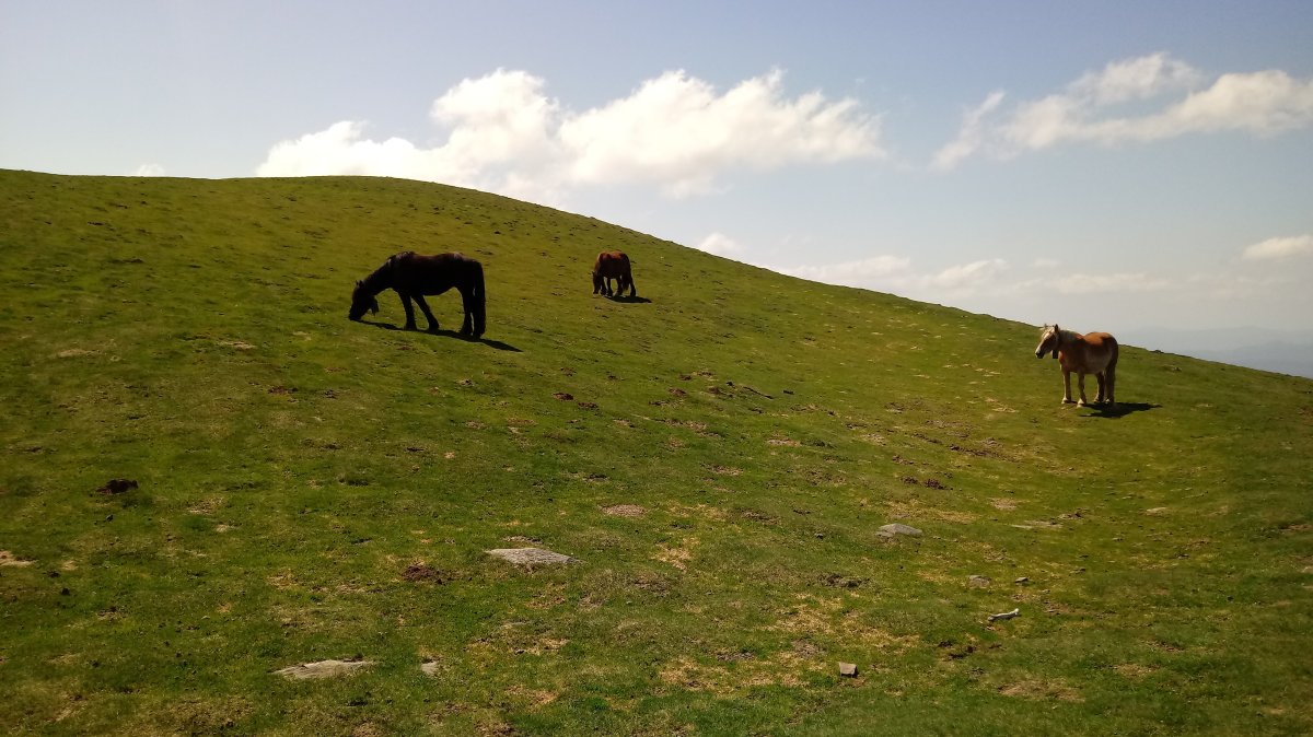 Saioa (1418m) behorrak larrean