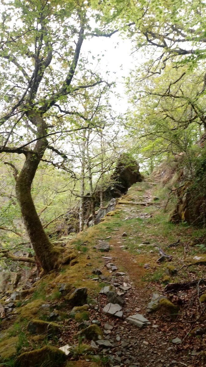 Itzulerako bidezidorra basoan