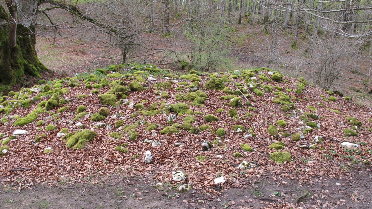 Aileta trikuharria, Urbasa