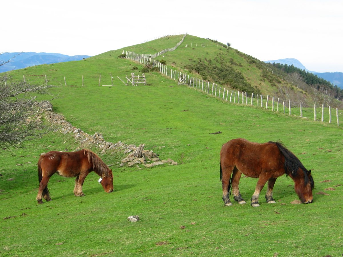 Abereak larrean, gailurraren inguruetan
