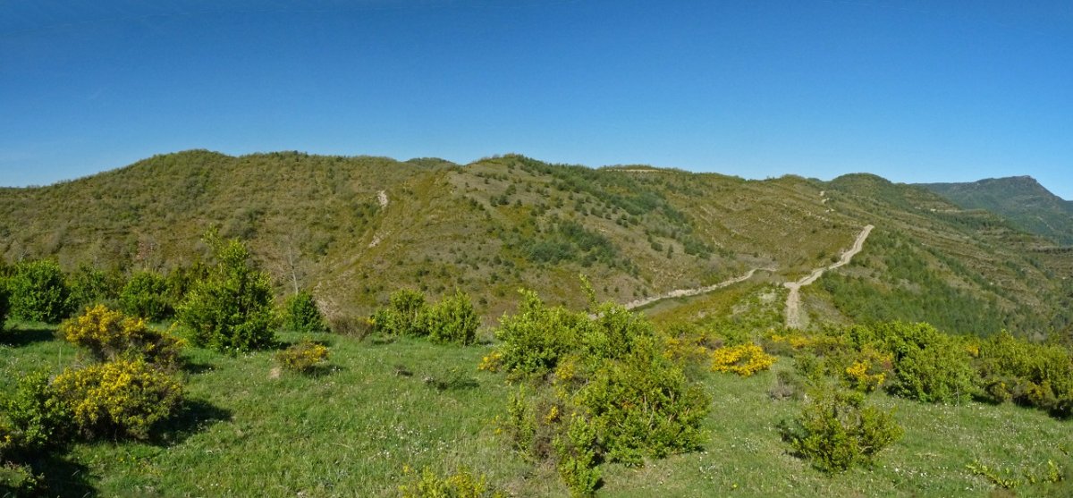 Paco Mayor, Picalvotik