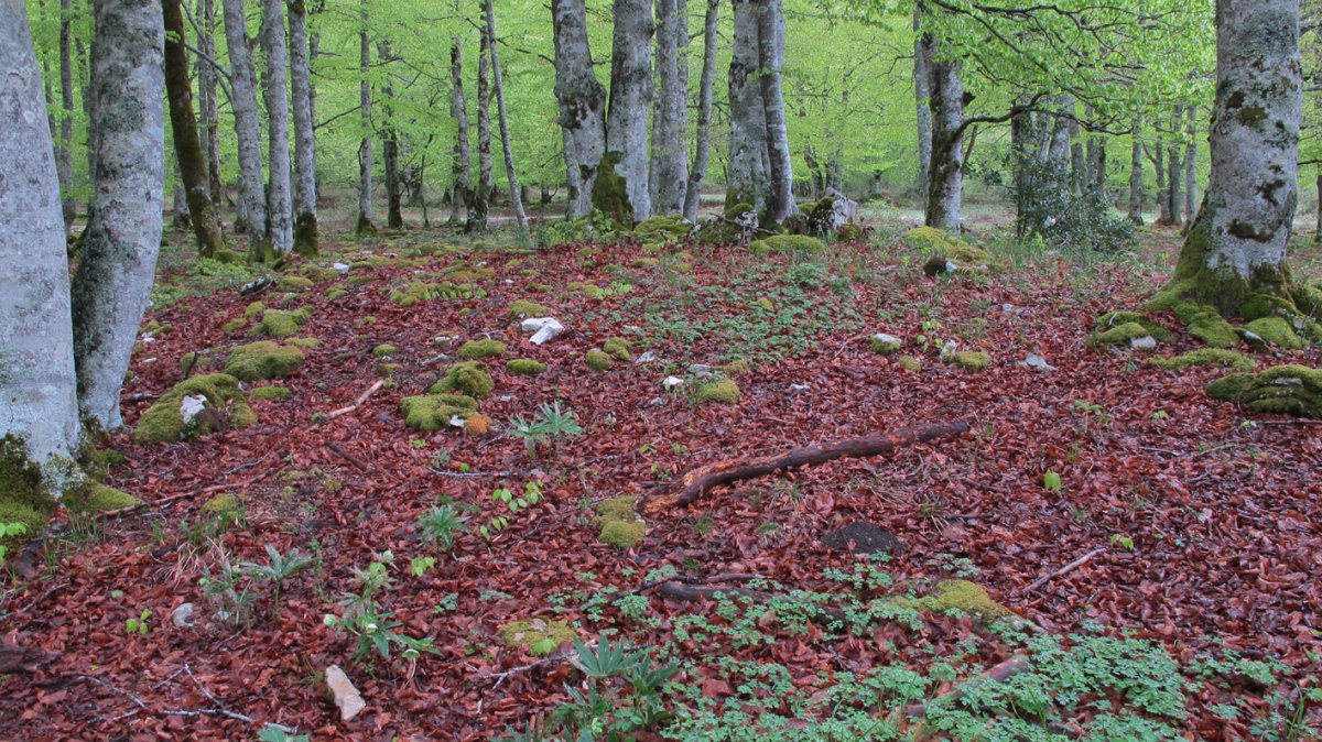 Artzeiturrieta trikuharria, Urbasa