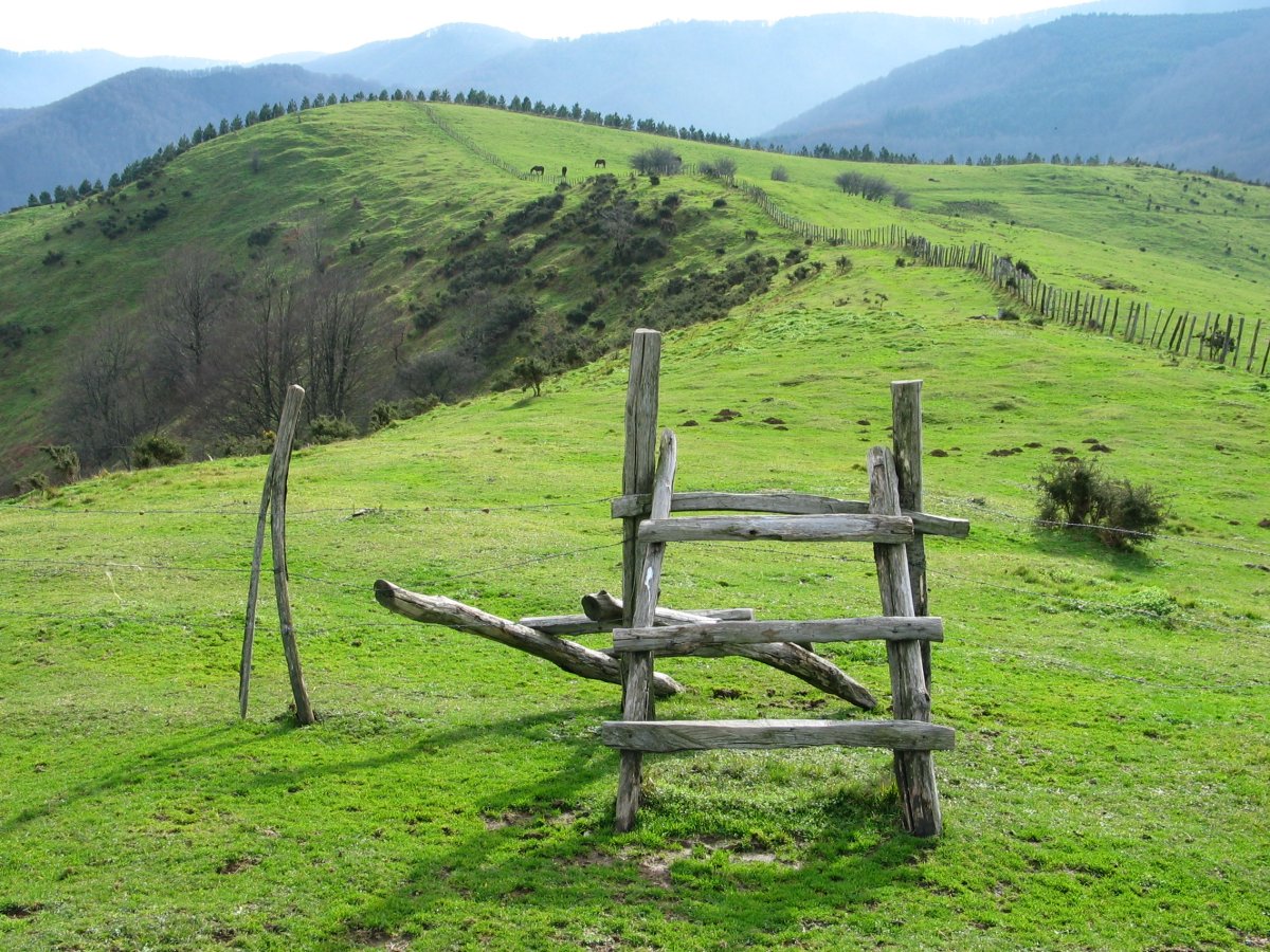 Harpausoa bizkarreko hesian