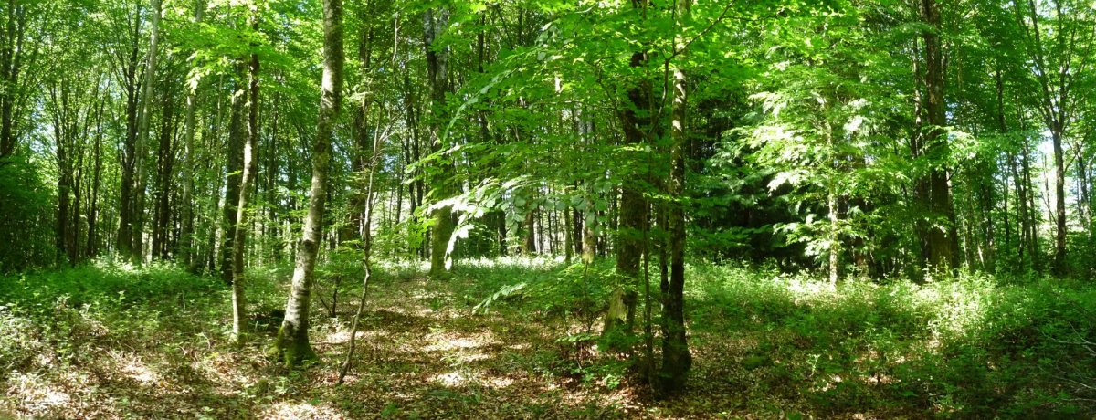 Euntzategiko gaineko gailurra