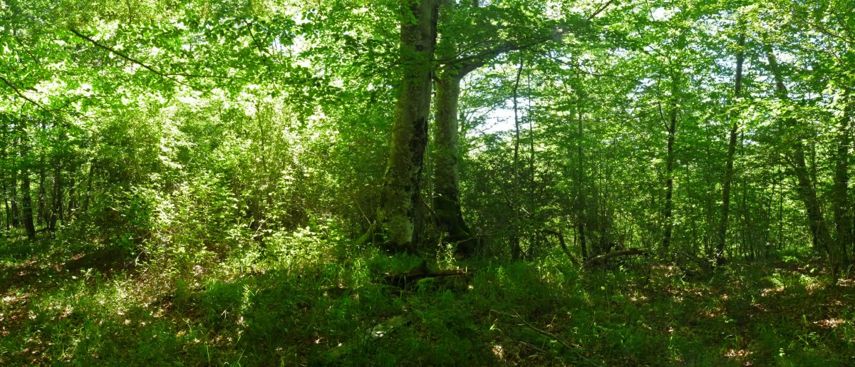 Untzetako gaineko gailurra (641M)