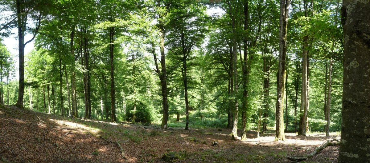 Musarrako eta Aizkaia arteko basoa