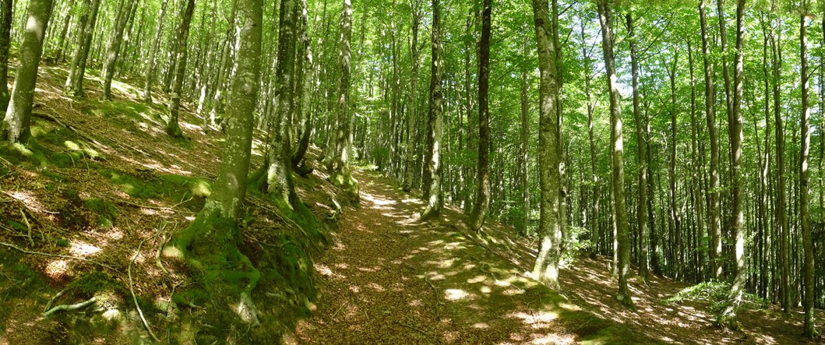 Bidea ekialdeko basoan gora