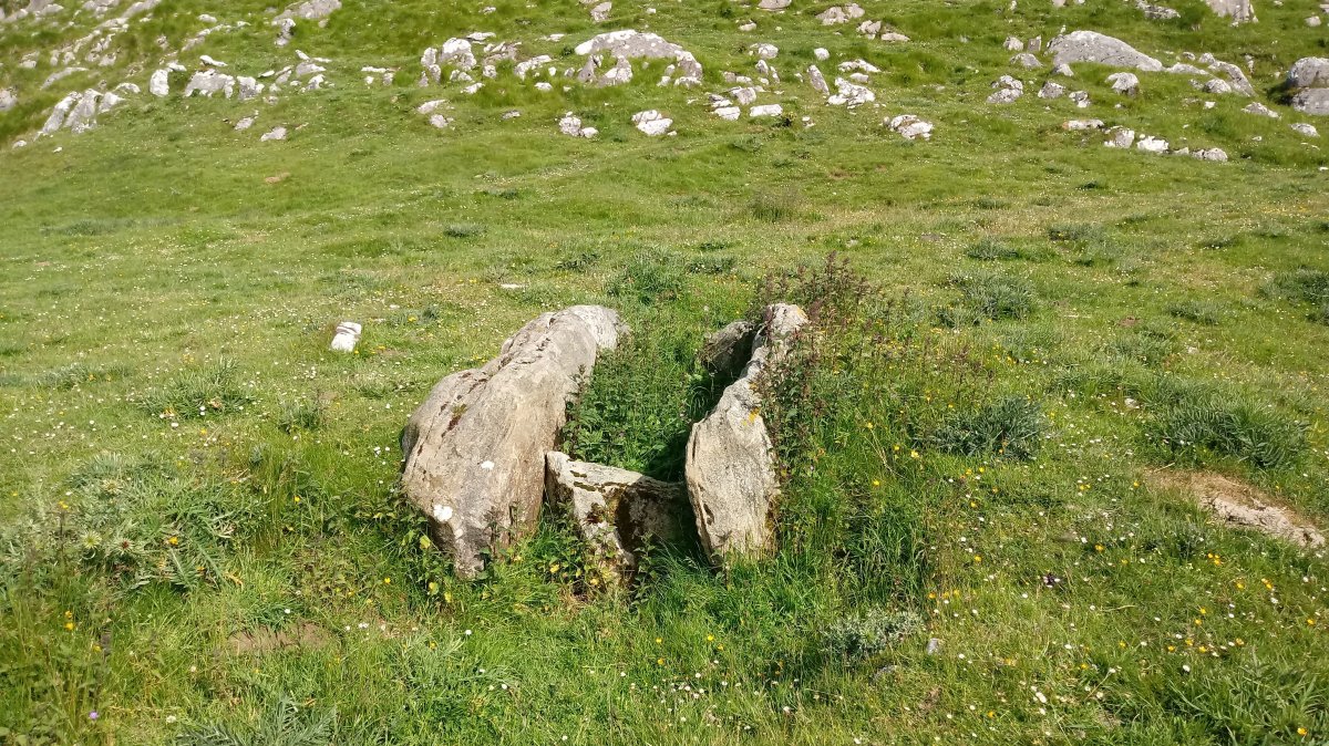 Ausokoi trikuharria 3