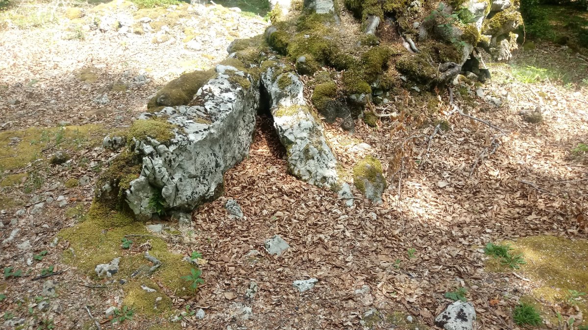 Aubia I Ip. trikuharria 2