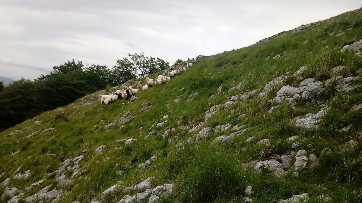 Aizkaizto (927m) ardiak