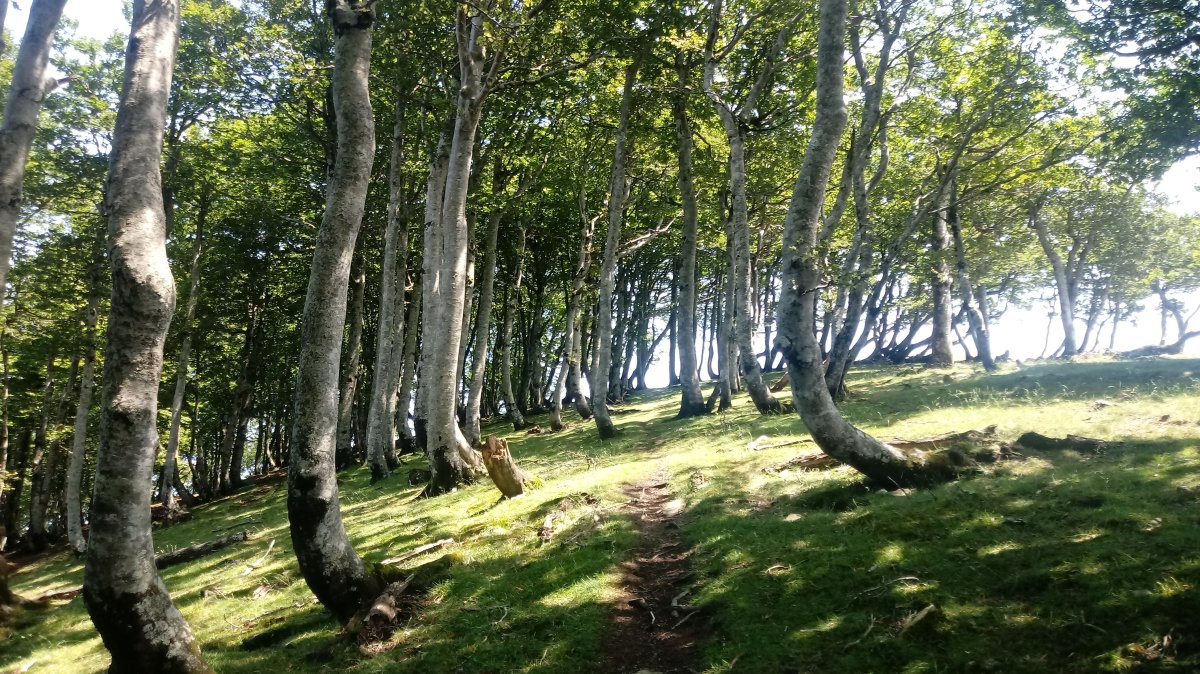 Zuriain (1410m) azken zatiko bidezidorra pagadian