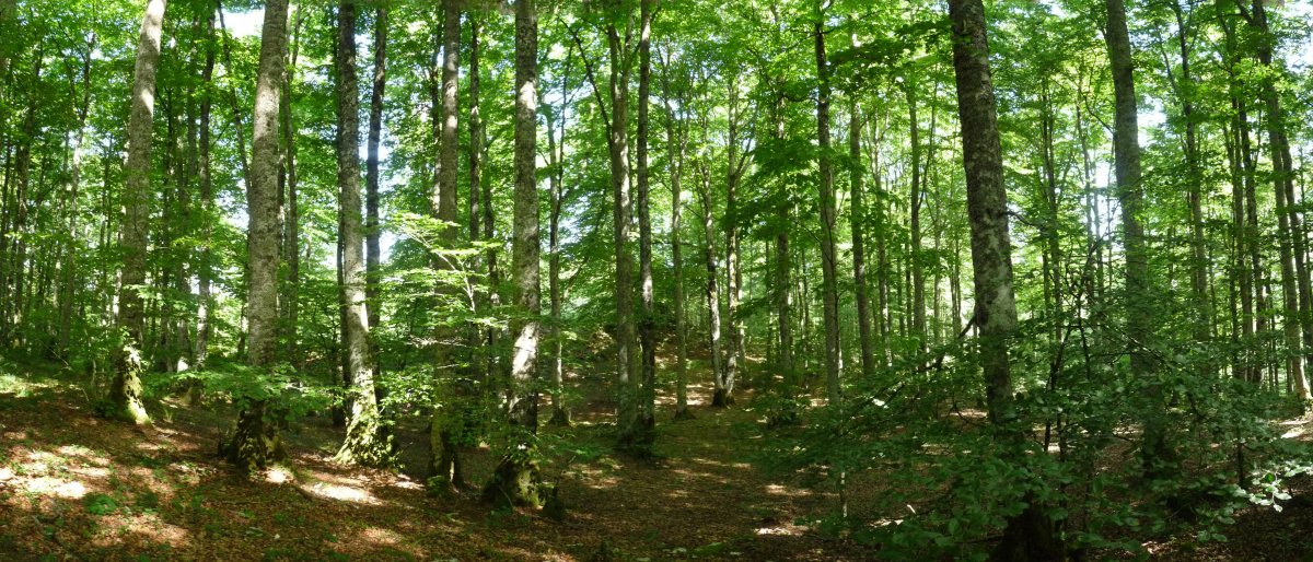 Pagadia, Agiletako gainaldean