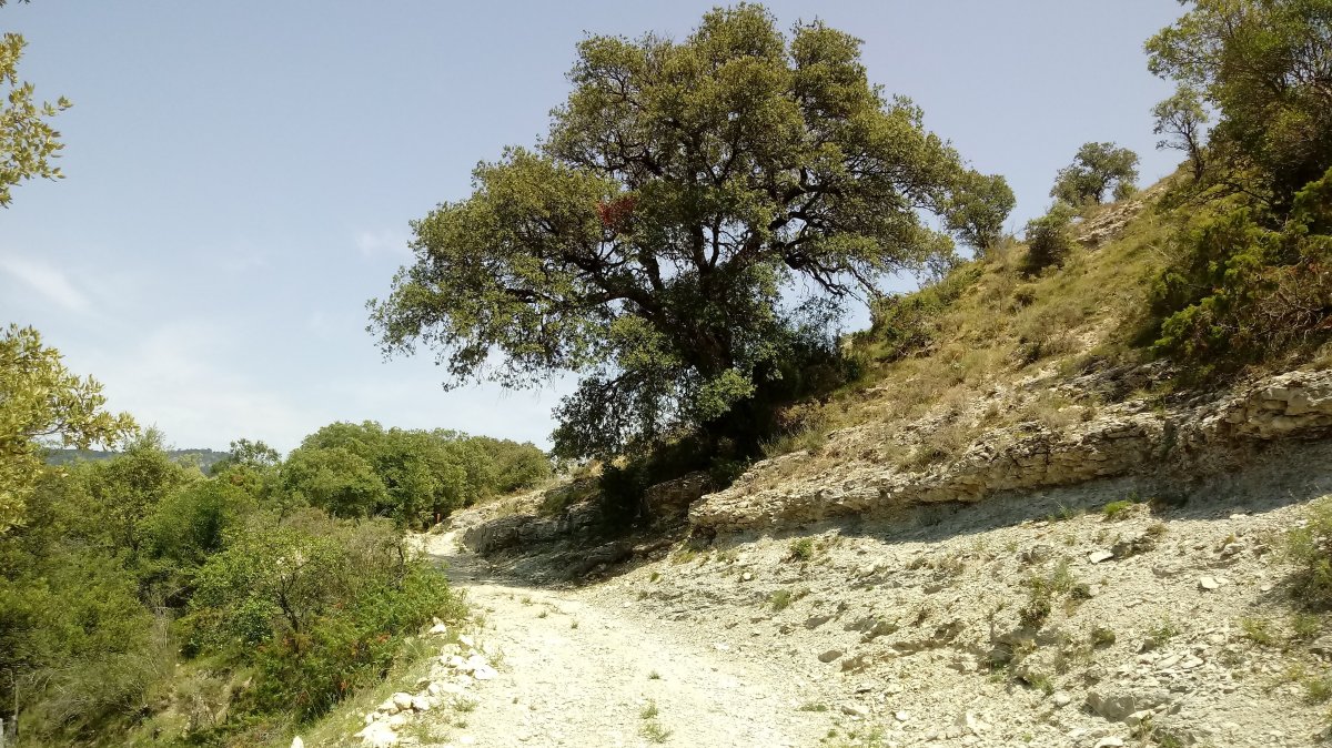 Lokitz (1121m) igoera Barindano aldetik