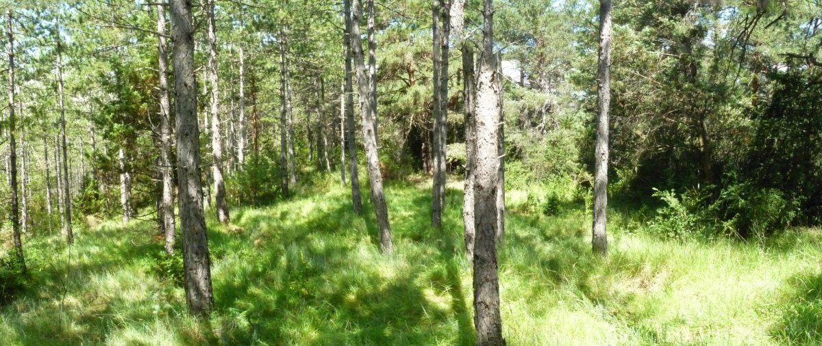 Urrozgoitiko gainaldeko basoa