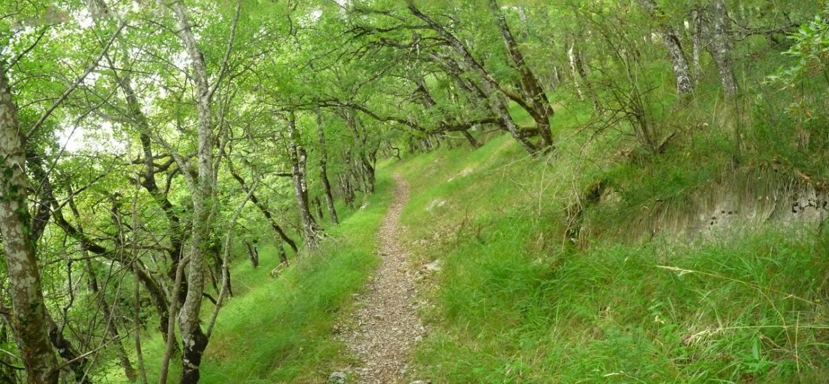 Bidea basoan barrena