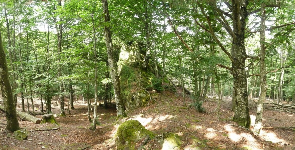 Eguberako harria, basoan ezkutaturko letagina