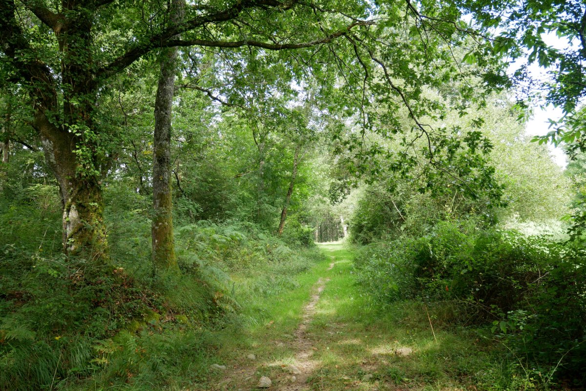 Errazkin aldetik igotzen den bidea