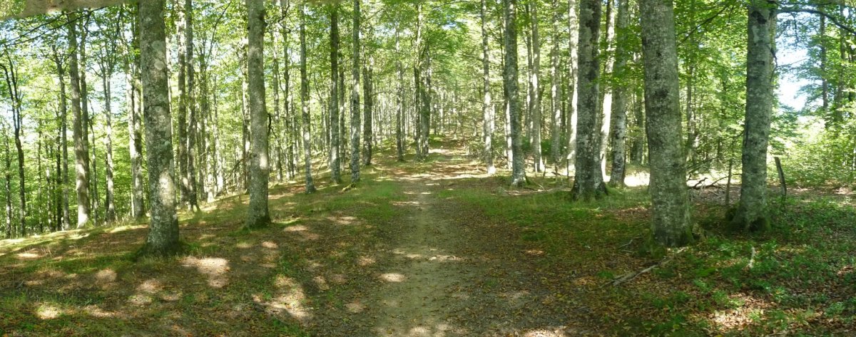 Bide ederra, mendiko sokan zehar