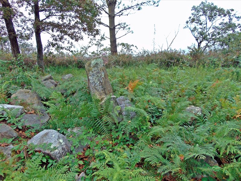 Belkoain Trikuharria