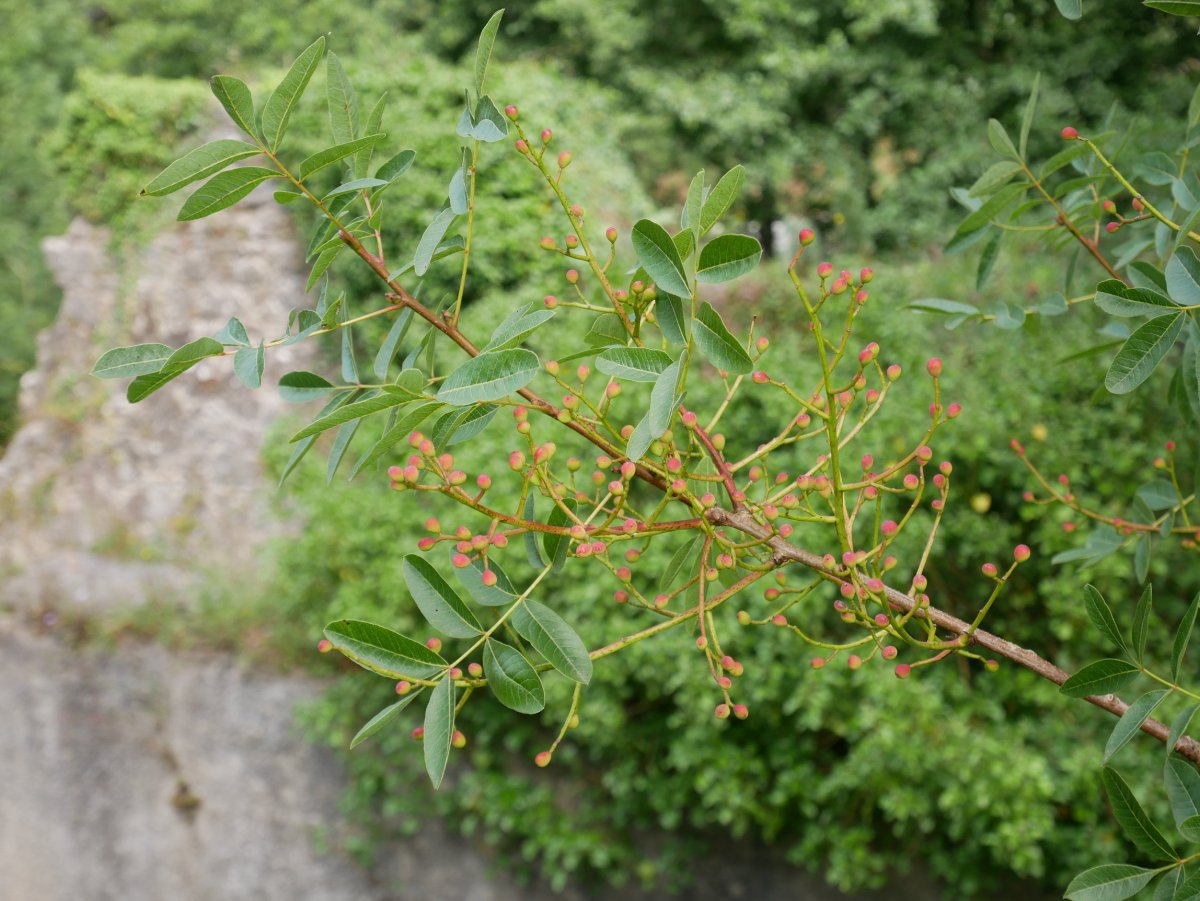 Pistacia terebinthus, Betelu