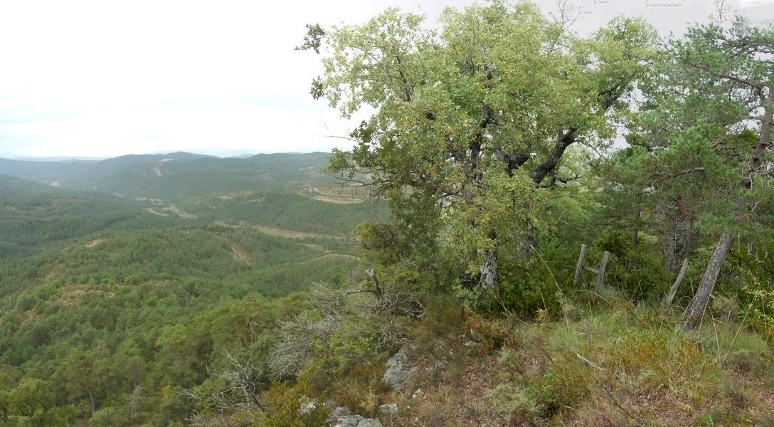 Ataka Añukiko gandorrean