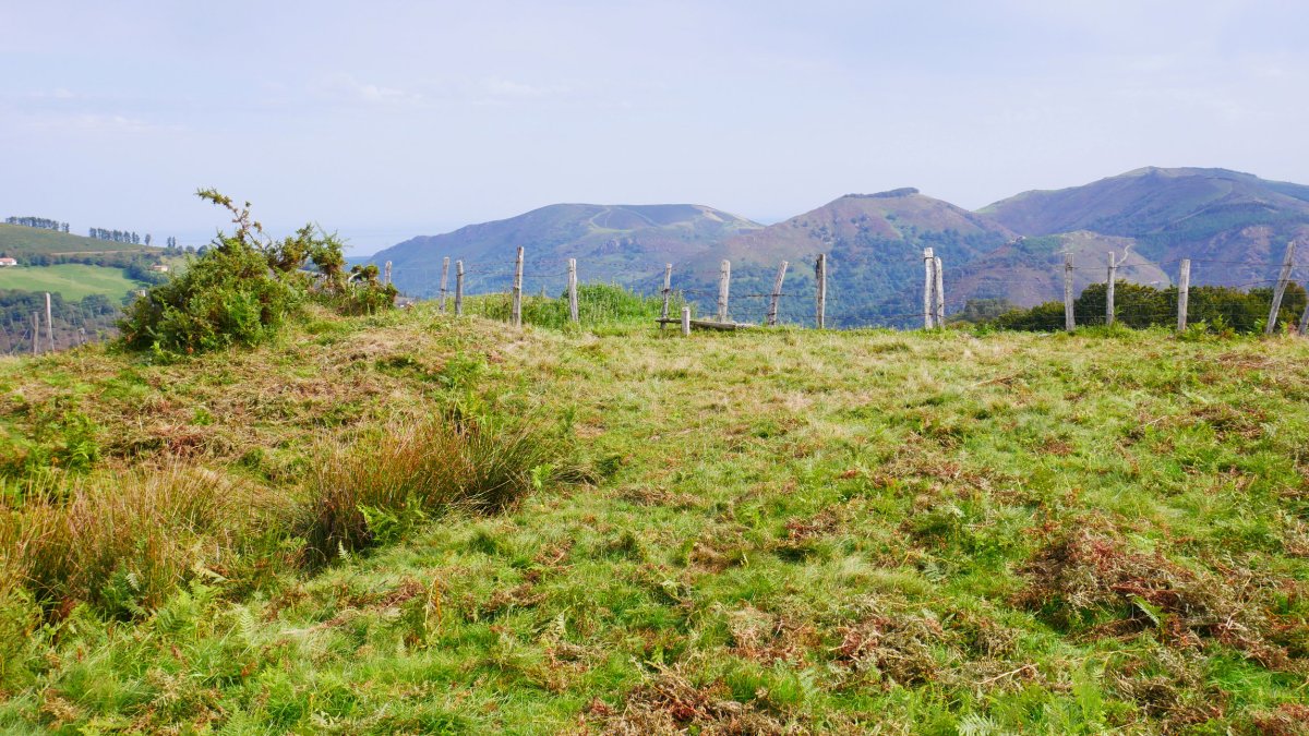 Tontorra, Berreuko Gaina