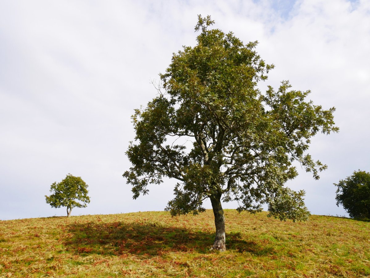 Ametz bakartiak hegoaldeko hegian