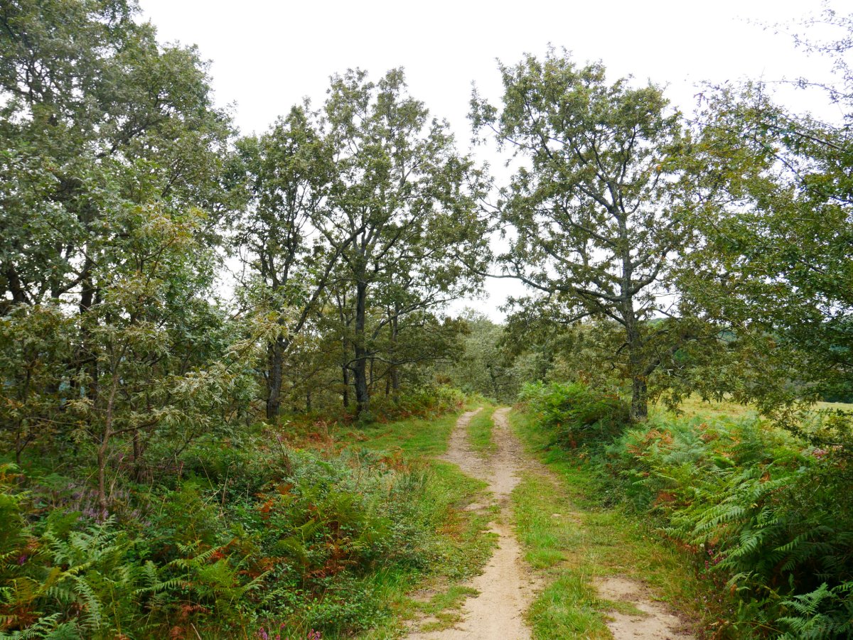 Igoerako pasarte bat