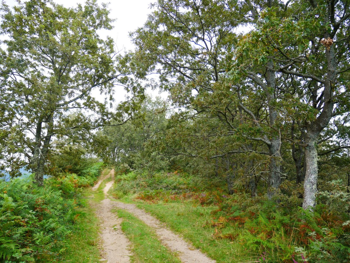 Igoerako pasarte bat