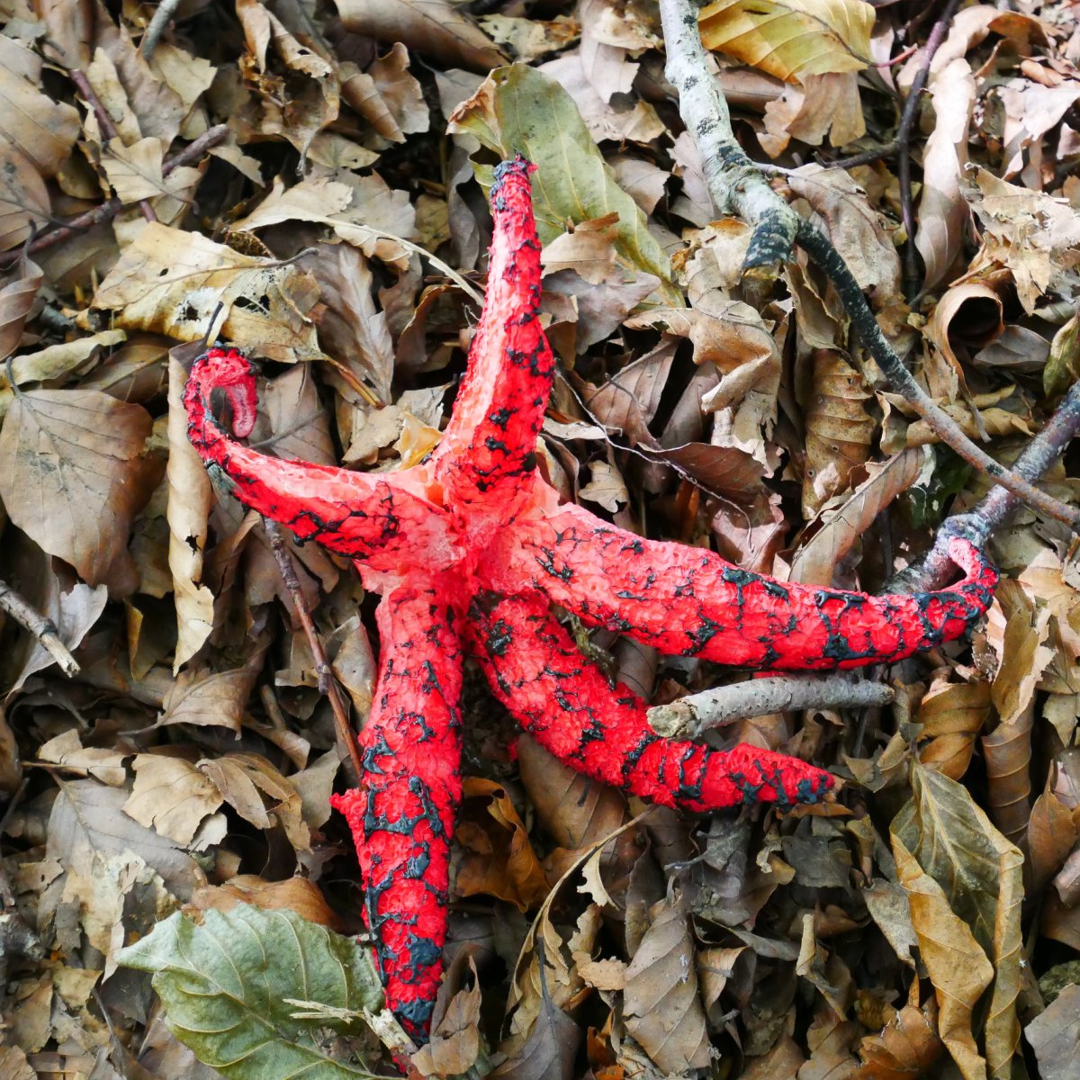 Izar gorria (Clathrus archeri) orbel artean, Illasmendi