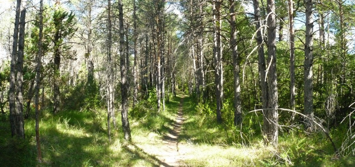 Bidea, pinudian barrena