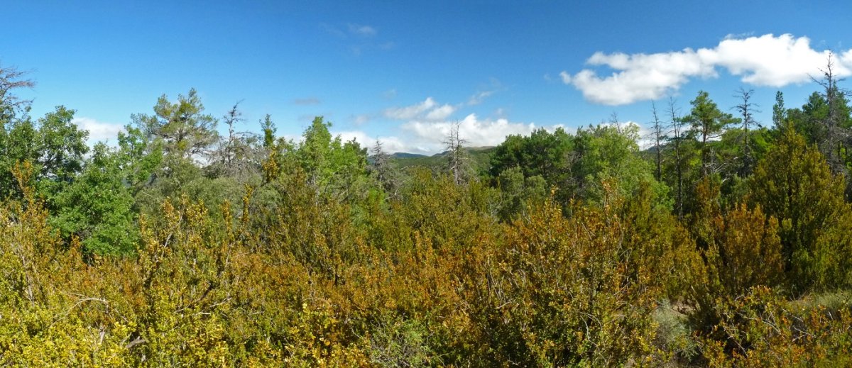 Ellakurriako gailurra