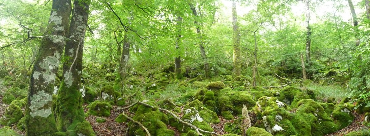 Basarango gaiinaldea, lapiazak hartua