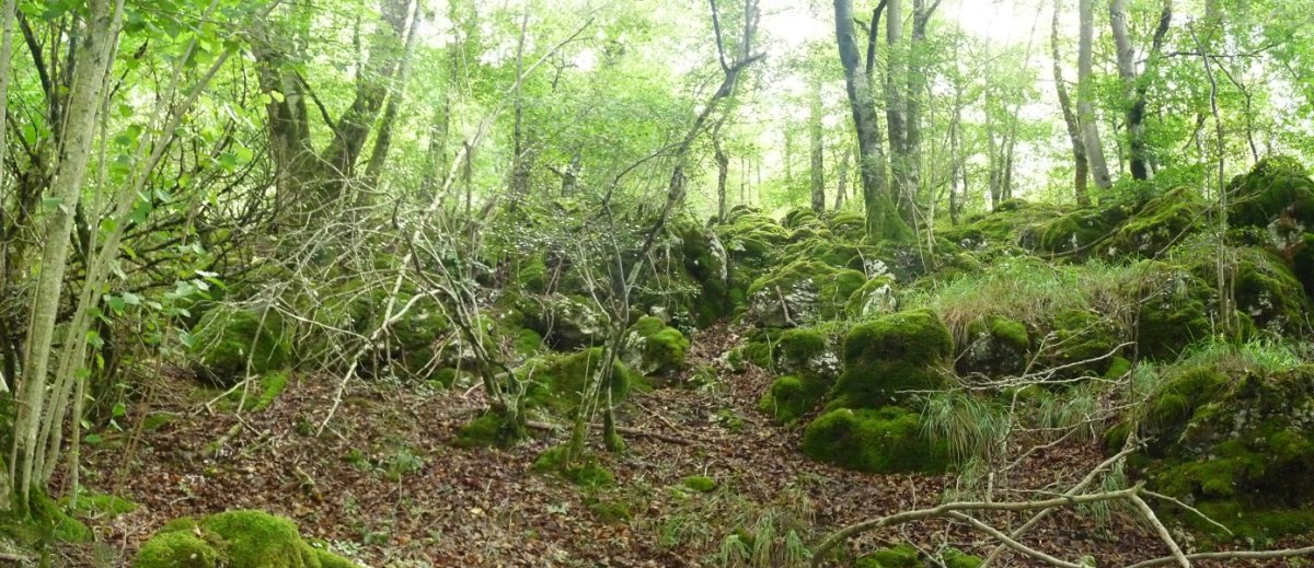 Gailurra defendatzen duten lapiazak 