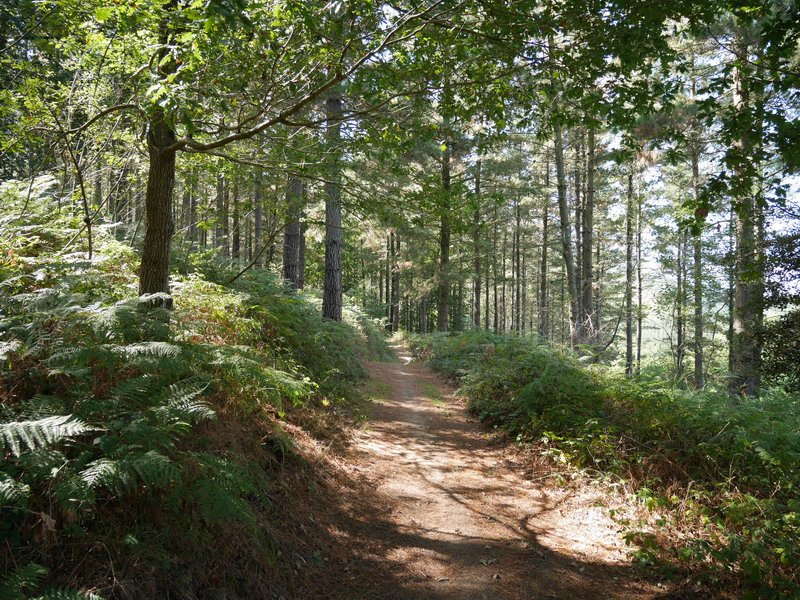Las Rigadas eta La Brena arteko bidea